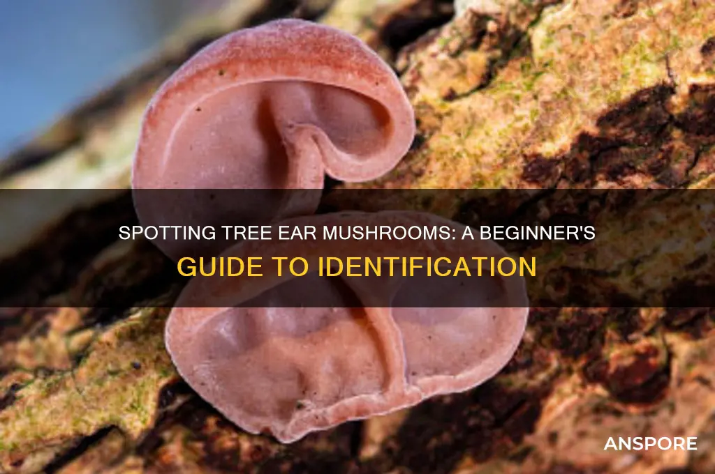 how to identify tree ear mushroom