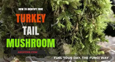 Spotting Real Turkey Tail Mushrooms: A Beginner's Identification Guide