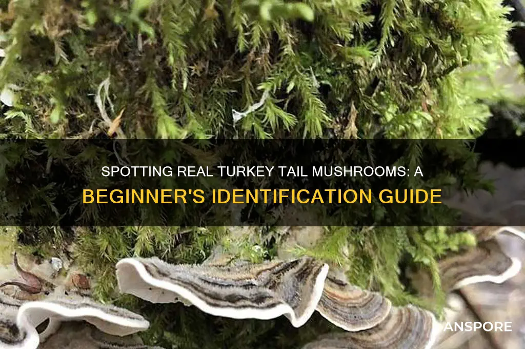 how to identify true turkey tail mushroom