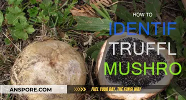 Recognizing Truffle Mushrooms: A Guide to Identification