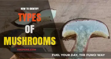 Mastering Mushroom Identification: A Beginner's Guide to Recognizing Varieties