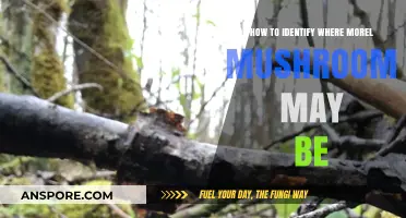 Spotting Morel Mushrooms: Key Locations and Habitat Clues for Foragers