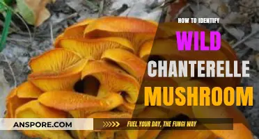 Spotting Chanterelles: A Beginner's Guide to Identifying Wild Mushrooms