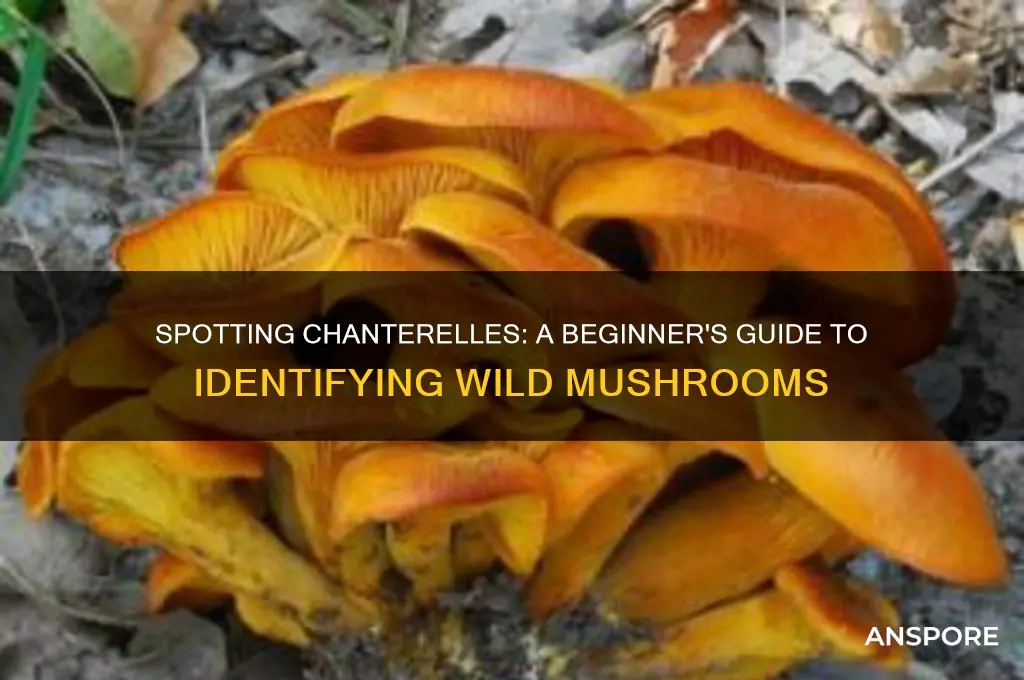 how to identify wild chanterelle mushrooms