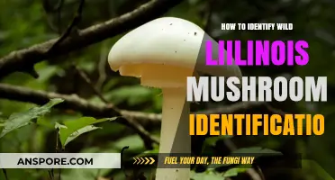 Mastering Wild Illinois Mushroom Identification: Tips and Techniques for Foragers