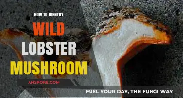 Spotting Wild Lobster Mushrooms: A Beginner's Guide to Identification
