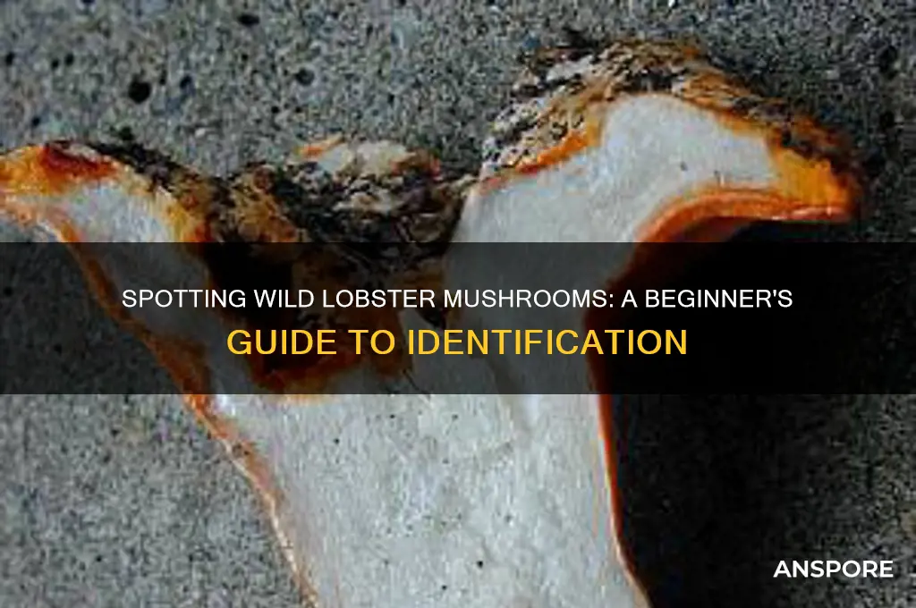 how to identify wild lobster mushroom