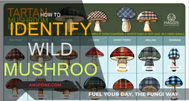 Foraging Mushrooms: Identifying Wild Varieties