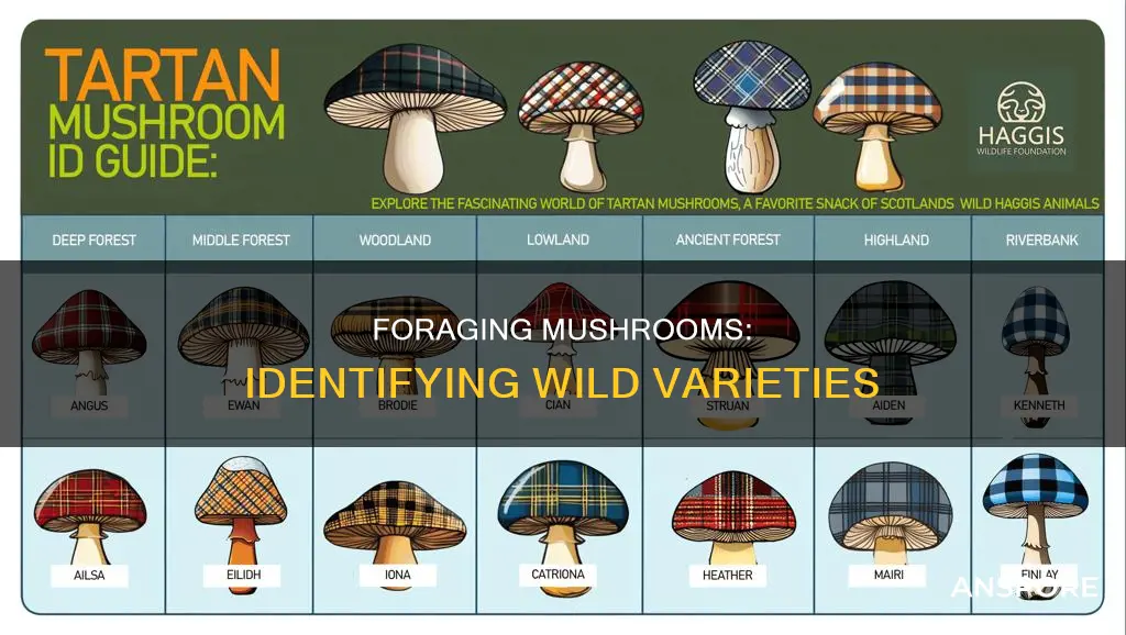 how to identify wild mushroom