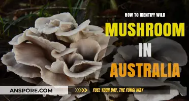 Safely Spotting Australia's Wild Mushrooms: A Beginner's Identification Guide