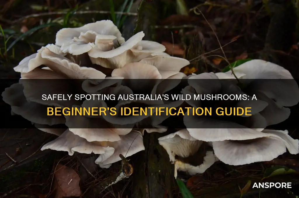 how to identify wild mushrooms in australia