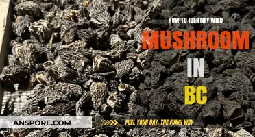 Identifying Wild Mushrooms in BC: A Beginner's Guide to Foraging Safely