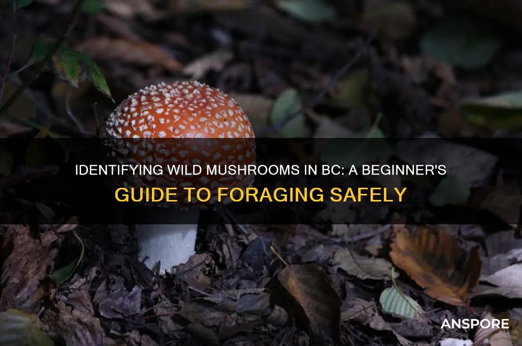 how to identify wild mushrooms in bc