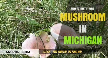 Michigan's Mushroom Hunt: Essential Tips for Safe Wild Identification