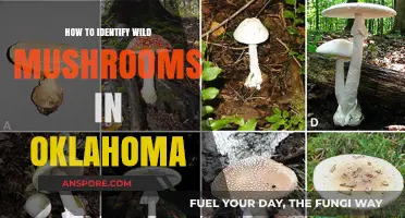 Identifying Oklahoma's Wild Mushrooms: A Beginner's Guide to Foraging Safely