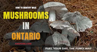 Identifying Wild Mushrooms in Ontario: A Beginner's Foraging Guide