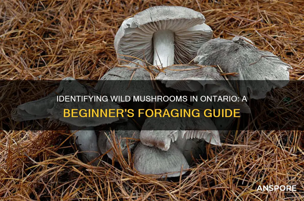 how to identify wild mushrooms in ontario