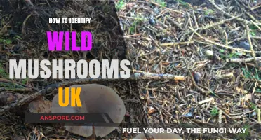 Identifying Wild Mushrooms in the UK: A Beginner's Guide