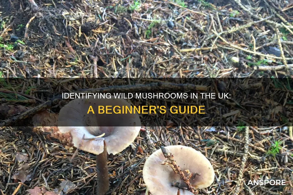 how to identify wild mushrooms uk