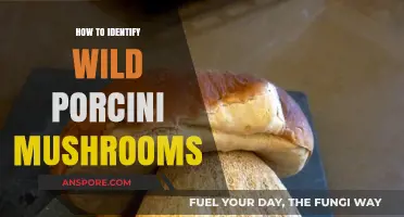 Spotting Wild Porcini Mushrooms: Essential Tips for Safe Foraging