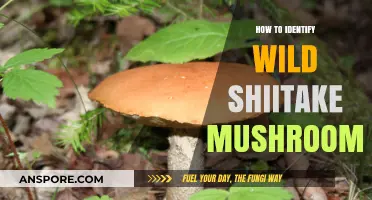 Spotting Wild Shiitake Mushrooms: Essential Tips for Safe Foraging
