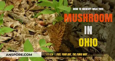 Ohio's Wild Tree Mushrooms: A Beginner's Guide to Identification