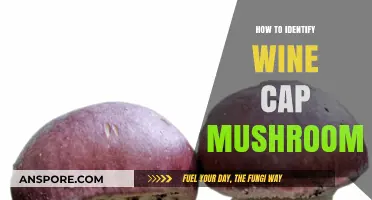 Spotting Wine Cap Mushrooms: A Beginner's Guide to Identification