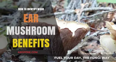 Discovering Wood Ear Mushroom Benefits: A Comprehensive Guide to Identification