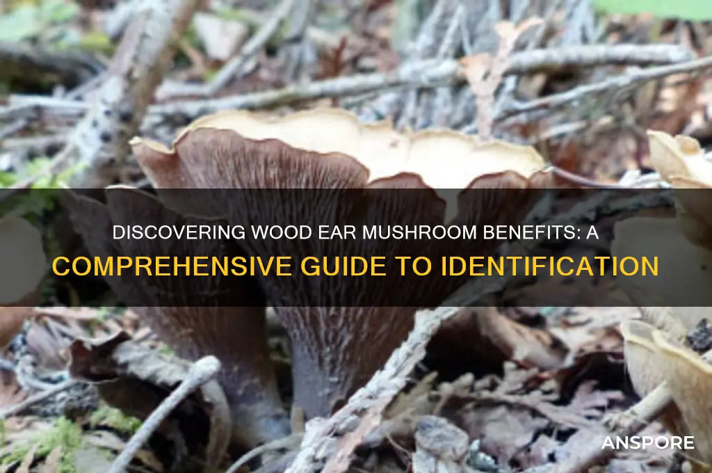 how to identify wood ear mushroom benefits