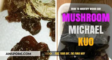 Identifying Wood Ear Mushrooms: Expert Tips from Michael Kuo