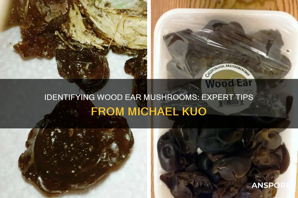 how to identify wood ear mushrooms michael kuo