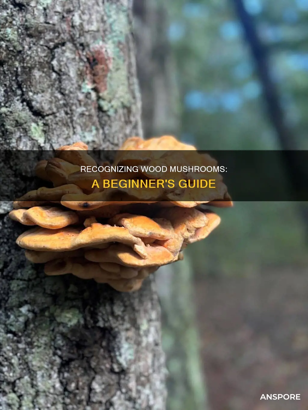 how to identify wood mushroom