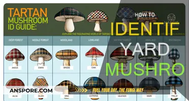 Mushroom Hunting: Identifying Yard Fungi