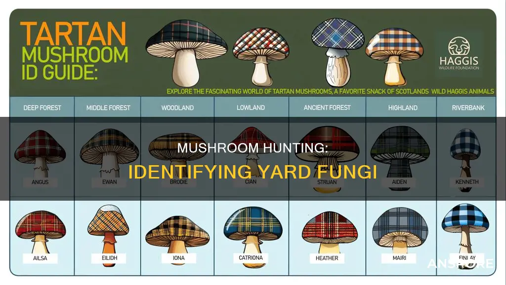 how to identify yard mushroom