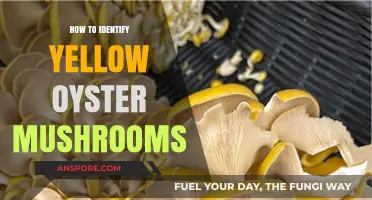 Spotting Yellow Oyster Mushrooms: A Beginner's Identification Guide