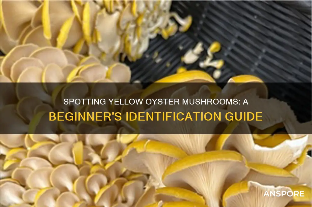 how to identify yellow oyster mushrooms