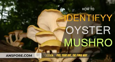 Yellow Oyster Mushrooms: Identification Tips and Tricks