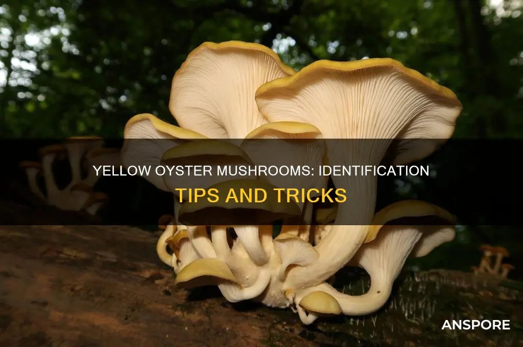 how to identifyyellow oyster mushroom