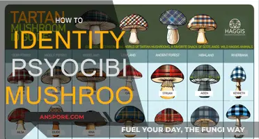 Psychedelic Mushroom Identification: A Beginner's Guide