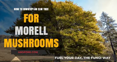 Spotting Elm Trees for Morel Mushroom Hunters: A Beginner's Guide