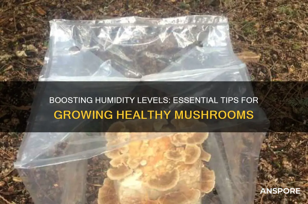 how to increase humidity for mushrooms