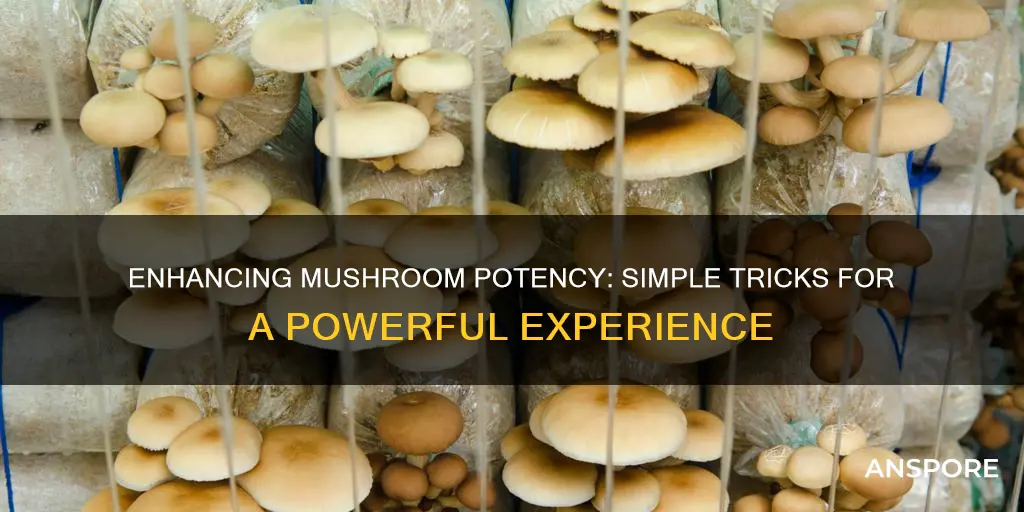 how to increase mushroom potency