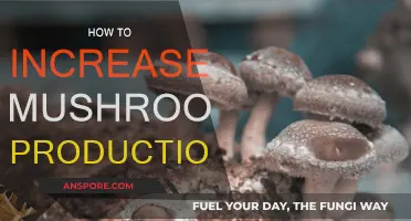 Boosting Mushroom Production: Tips and Tricks for Success