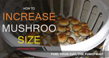 The Ultimate Guide to Increasing Mushroom Size