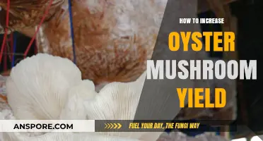 Boost Oyster Mushroom Production: Expert Tips for Higher Yields