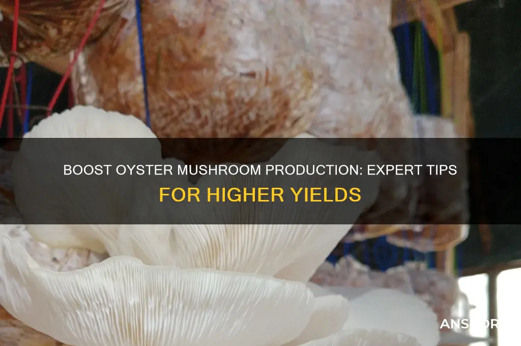 how to increase oyster mushroom yield