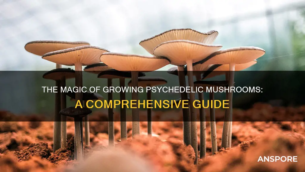 how to increase psychadelic mushroom