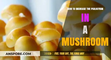 Boosting Psilocybin Levels: Advanced Techniques for Mushroom Cultivation