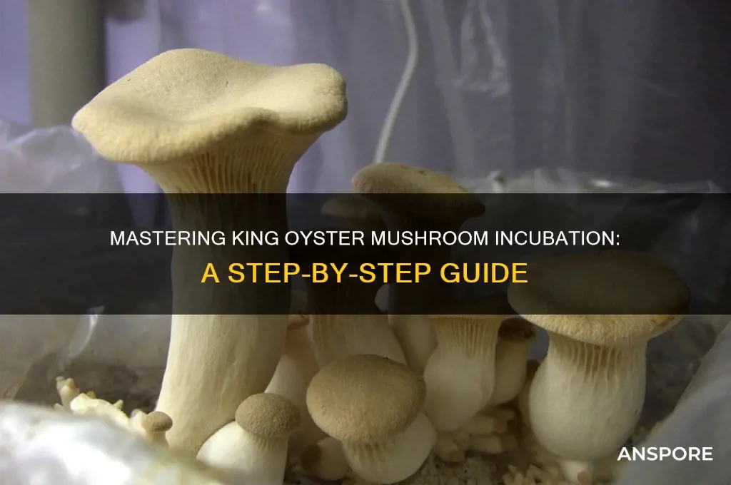 how to incubate king oyster mushroom