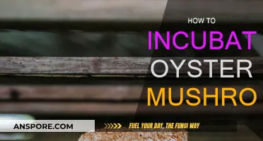 Incubating Oyster Mushrooms: A Step-by-Step Guide